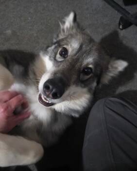 Clara -  Husky Dog for Adoption in Mooresville, Indiana - Clara | PetCurious