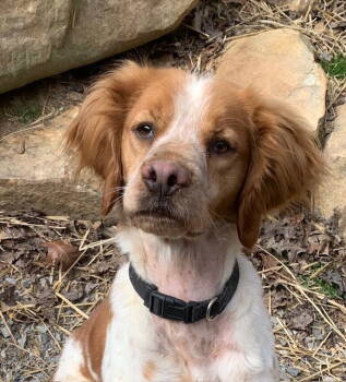 Rescue Brittany Spaniel Dogs for Adoption in Baldwinsville, New York - TN/Pete | PetCurious