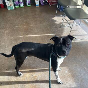 Milly -  Pit Bull Terrier Dog for Adoption in Kansas City, Missouri - Milly | PetCurious