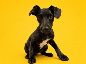 WATERLILY -  Labrador Retriever and Miniature Pinscher Dog for Adoption in Doral, Florida - WATERLILY | PetCurious