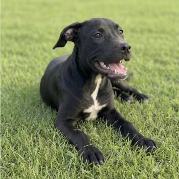 Sunny -  Labrador Retriever Dog for Adoption in Williston, Vermont - Sunny | PetCurious