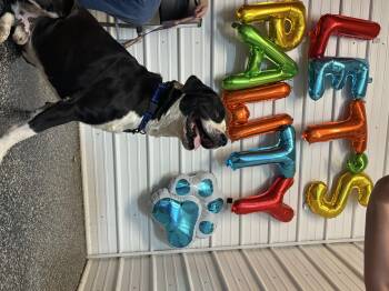 Rescue American Bulldog and Mastiff Dogs for Adoption in Mckenzie, Tennessee - Abel | PetCurious