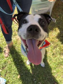 Rescue Pit Bull Terrier Dogs for Adoption in New Boston, New Hampshire - Marino | PetCurious