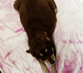 Mixed Breed Dogs Available for Adoption in Santa Fe, New Mexico - ROSIE | PetCurious