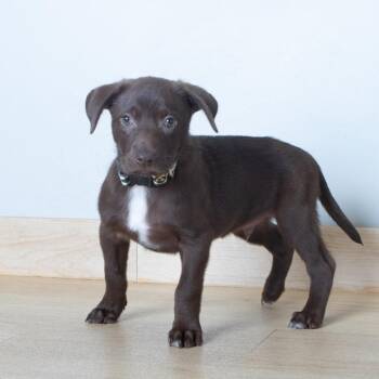 Nutmeg D69916 -  Chocolate Labrador Retriever and Australian Shepherd Dog for Adoption in Minnetonka, Minnesota - Nutmeg D69916 | PetCurious