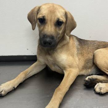 Emory -  Hound and Shepherd Dog for Adoption in Birmingham, Alabama - Emory | PetCurious