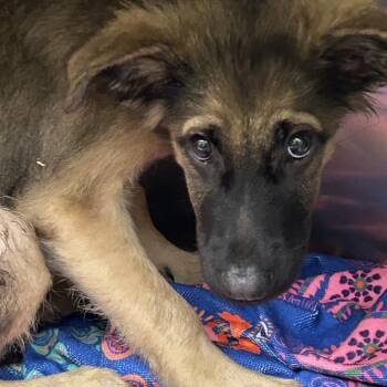Crooked -  Mixed Breed Dog for Adoption in Winston-salem, North Carolina - Crooked | PetCurious