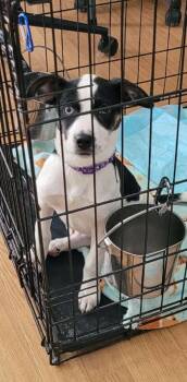 Beagle and Australian Shepherd Dogs Available for Adoption - Lola | PetCurious