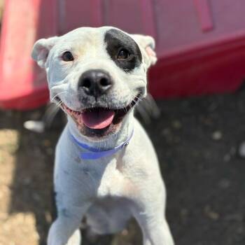 Clementine -  Pit Bull Terrier and Mixed Breed Dog for Adoption in Turlock, California - Clementine | PetCurious