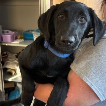 Rescue Mixed Breed Dogs for Adoption in Columbiana, Alabama - Lilo | PetCurious