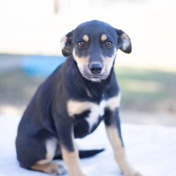 Rescue Mixed Breed Dogs for Adoption in Brownsboro, Alabama - Sally | PetCurious