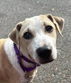 Noodles -  Hound and Labrador Retriever Dog for Adoption in Norwalk, Connecticut - Noodles | PetCurious