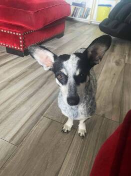 Rescue Australian Cattle Dog Blue Heeler and Corgi Dogs for Adoption in Pittsburgh, Pennsylvania - Bella | PetCurious