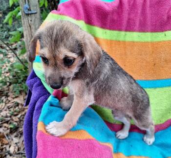 Yorkshire Terrier and Australian Terrier Dogs Available for Adoption in Missouri City, Texas - Tanysha WA14424-T LOCAL Adoption Event In Bellevue 5-24 | PetCurious