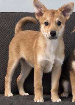Sonny -  Jack Russell Terrier and Pomeranian Dog for Adoption in Tyler Hill, Pennsylvania - Sonny | PetCurious