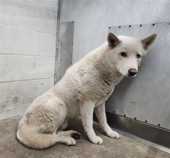 Siberian Husky and Mixed Breed Dogs Available for Adoption in San Bernardino, California - MARLEY | PetCurious