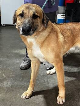 Archie -  Great Pyrenees and Mixed Breed Dog Available for Adoption in Severance, Colorado - Archie | PetCurious