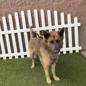 Rescue German Shepherd Dog Dogs for Adoption in Modesto, California - TYSON | PetCurious