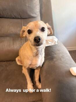 Benji -  Beagle and Chihuahua Dog for Adoption in Garland, Texas - Benji | PetCurious