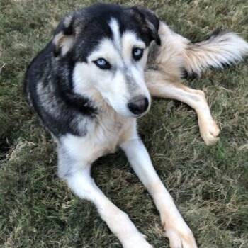 Siberian Husky Dogs Available for Adoption - Miska & Eko | PetCurious