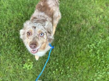 Rescue Australian Shepherd Dogs for Adoption in Billerica, Massachusetts - Tilly | PetCurious