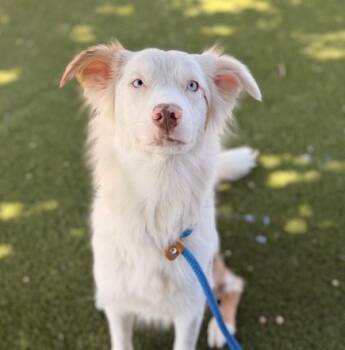 Lakota -  Australian Shepherd Dog for Adoption in Golden, Colorado - Lakota | PetCurious