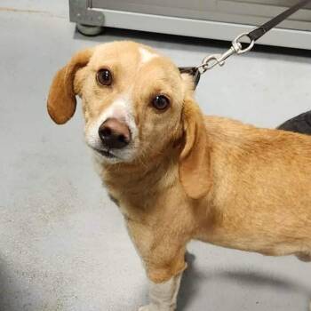 Chimichanga -  Beagle Dog for Adoption in Aldie, Virginia - Chimichanga | PetCurious