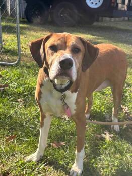 Saint - At the Shelter -  Hound Dog for Adoption in Rustburg, Virginia - Saint - At The Shelter | PetCurious