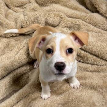 Jasmine (Available off-site on 11/8) -  Labrador Retriever Dog for Adoption in Briarcliff Manor, New York - Jasmine (Available Off-site On 11/8) | PetCurious