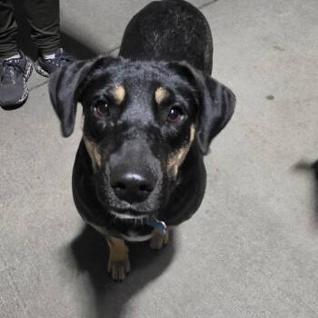 Gia -  Mixed Breed Dog for Adoption in Bismarck, North Dakota - Gia | PetCurious