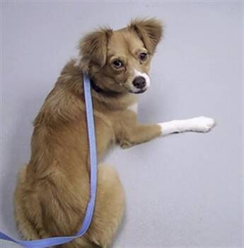 NEPTUNE -  Mixed Breed Dog for Adoption in St. Cloud, Florida - NEPTUNE | PetCurious