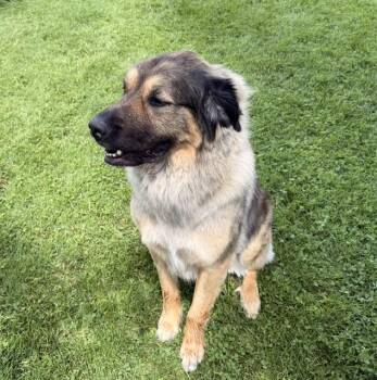 Rainy Courtesy Listing -  German Shepherd Dog and Newfoundland Dog Dog for Adoption in Midland, Michigan - Rainy Courtesy Listing | PetCurious
