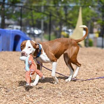 Mixed Breed Dogs Available for Adoption in Chamblee, Georgia - Bumbity | PetCurious
