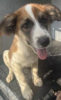 PECAN -  Australian Shepherd Dog for Adoption in San Antonio, Texas - PECAN | PetCurious