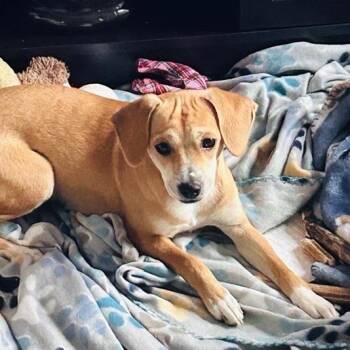 Jack Russell Terrier Dogs Available for Adoption - Zoe *Coming Soon* | PetCurious