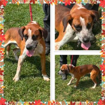 BENNY -  Mixed Breed Dog for Adoption in Buckhannon, West Virginia - BENNY | PetCurious