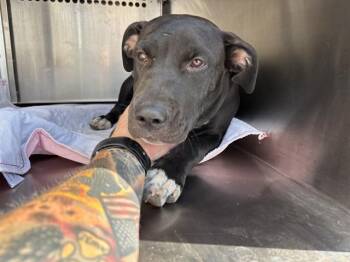 A480869 -  Pit Bull Terrier Dog for Adoption in Oklahoma City, Oklahoma - A480869 | PetCurious