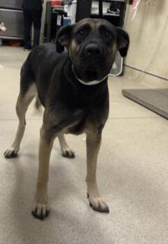 OATMEAL -  German Shepherd Dog Dog for Adoption in Riverside, California - OATMEAL | PetCurious