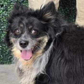 Pearl -  Mixed Breed Dog for Adoption in Tacoma, Washington - Pearl | PetCurious
