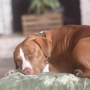Josie Ella the Peace Bringing Princess vanc -  Pit Bull Terrier and German Shorthaired Pointer Dog for Adoption in Friendswood, Texas - Josie Ella The Peace Bringing Princess Vanc | PetCurious