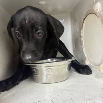 Mixed Breed Dogs Available for Adoption - 03/27/2026-Stray-WellbornDrive-3 | PetCurious