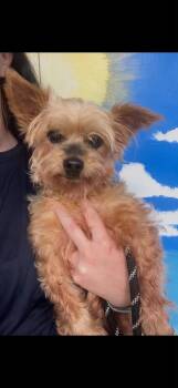 Queenie -  Terrier and Yorkshire Terrier Dog for Adoption in Holly Springs, North Carolina - Queenie | PetCurious