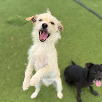 Jack Russell Terrier and Mixed Breed Dogs Available for Adoption in Loxahatchee Groves, Florida - Benson 8494 | PetCurious
