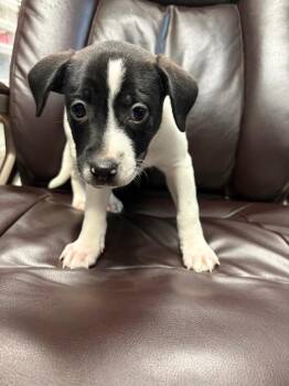 Pit Bull Terrier and Australian Shepherd Dogs Available for Adoption - Phish Food | PetCurious