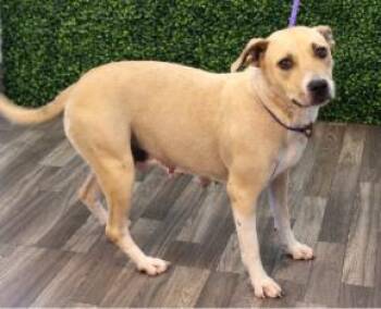 Zola -  Labrador Retriever Dog for Adoption in Chesapeake, Virginia - Zola | PetCurious