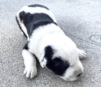 A660445 -  German Shepherd Dog and Mixed Breed Dog for Adoption in Houston, Texas - A660445 | PetCurious