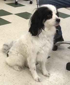 Rescue Cavalier King Charles Spaniel Dogs for Adoption in St. Joseph, Michigan - Murphy | PetCurious