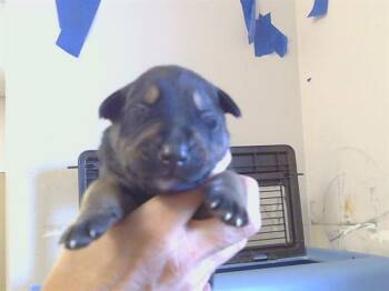 Husky Dogs Available for Adoption - DARYL | PetCurious