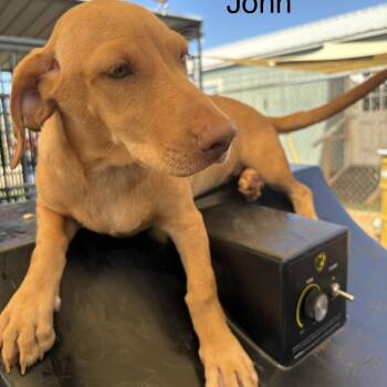 John -  Labrador Retriever and Chihuahua Dog for Adoption in Austin, Texas - John | PetCurious