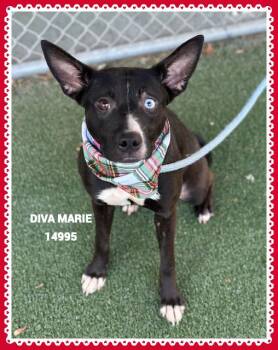 Rescue Pit Bull Terrier Dogs for Adoption in Marietta, Georgia - DIVA MARIE | PetCurious